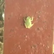ピグモソの画像