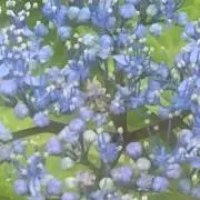 アンジーパンジーの画像