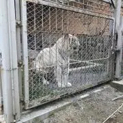 ピーター