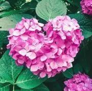 ✧︎紅葉✧︎ 2点同時購入で3点目半額！の画像