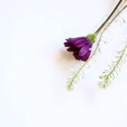 HAPPYの画像