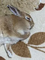 ゆかの画像