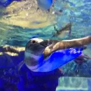 ちょぴ