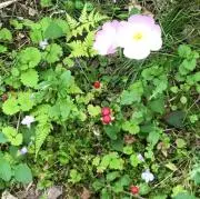 ぴーママの画像