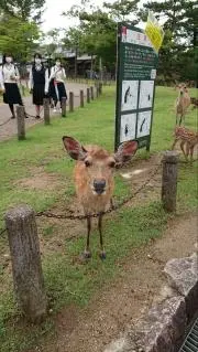 ガジュマルの画像
