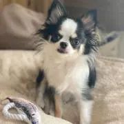 ののぱぱの画像