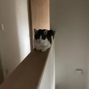 はちわれの画像
