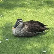 【プロフ必読】みんちょの画像