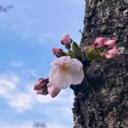 セル