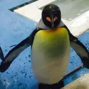 かー