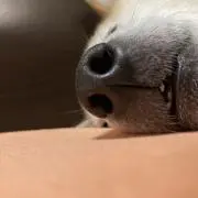 kuuksの画像