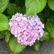 ゆずの画像