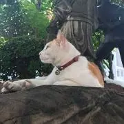 福の縞