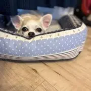 ふくちゃん。の画像