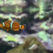えみの画像