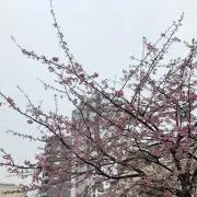 しい