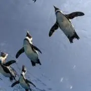 nikoの画像