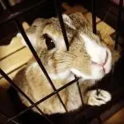 ちゃんちゃの画像