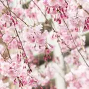 さくら[プロフ必読]の画像