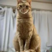 むうむうの画像