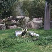 ぱんだ子の画像