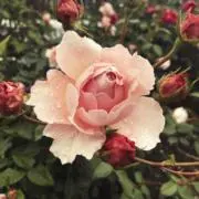 satosanの画像