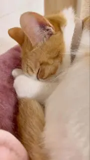 φ(..)の画像