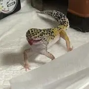 ポン酢の画像