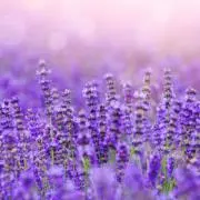 ＊lavender＊の画像