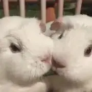 おーろらっちの画像