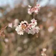 タコ八