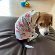 ぷーたろう