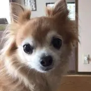 ぽちちゃんの画像