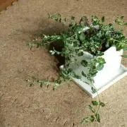 わゆの画像