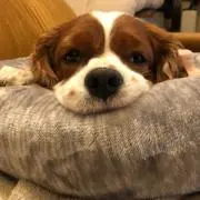 うに子の画像
