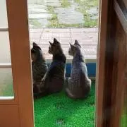 ぼーず