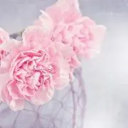 はなこ　⭐︎即日発送⭐︎の画像