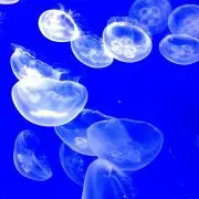 ちょきき☆