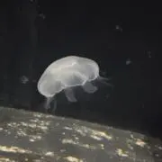 まちゃらばの画像