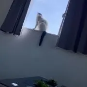 ねこじたの画像