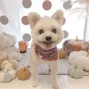 コロコロ