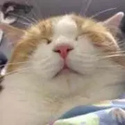 aiaiaiaiの画像