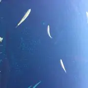 Y母の画像