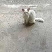 ぞうくんの画像