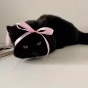 Lilyの画像