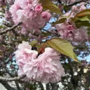 リョウたん即日発送即購入歓迎の画像