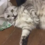ゾーカの画像