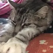 ちびぽんの画像