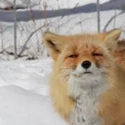 どらやき