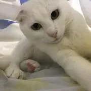 瓜